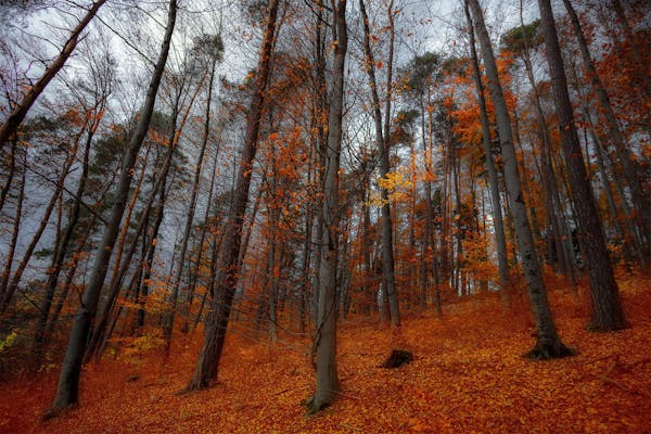 Gite fuori porta autunno: le migliori destinazioni per ammirare il foliage