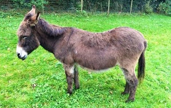 Somma Vesuviana: una RSA per animali da lavoro anziani in provincia di Napoli