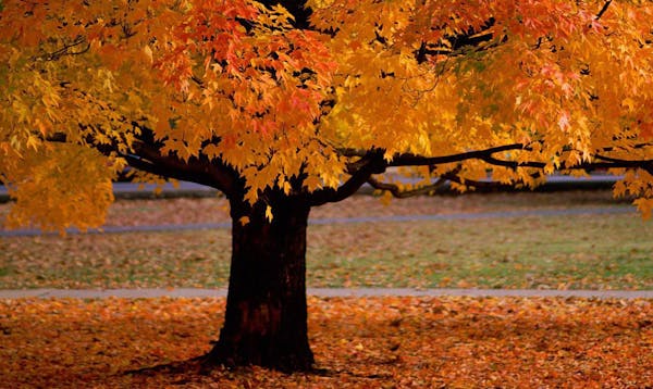Con l'autunno torna il raffreddore