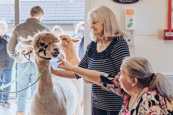 Pet Therapy: in una casa di riposo in Scozia, gli alpaca fanno visita agli ospiti