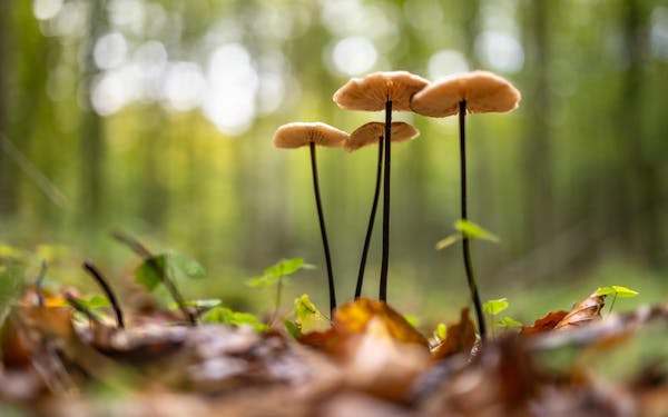 Come riconoscere i funghi commestibili, 10 gustose varietà e dove trovarle