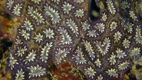 Il piccolo invertebrato marino che potrebbe aiutare a comprendere meglio il Parkinson e l'Alzheimer