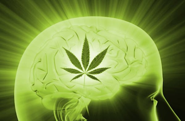 Alzheimer: un nuovo studio scopre i benefici della cannabis per la protezione dei neuroni