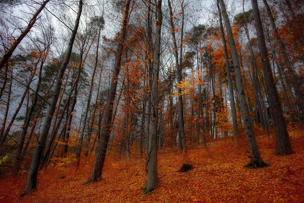Gite fuori porta autunno: le migliori destinazioni per ammirare il foliage