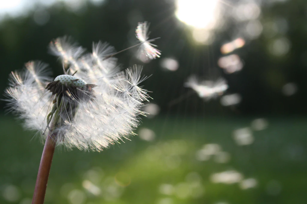 Allergia di primavera: 7 rimedi naturali per lenire i sintomi