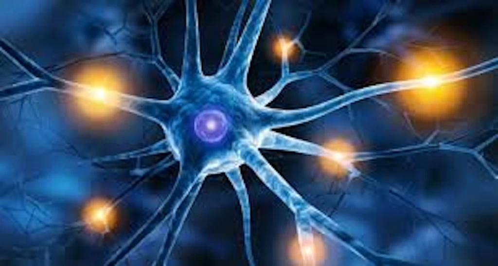 Cellule cerebrali di maiale rivitalizzate dopo la morte. L’esperimento potrebbe aprire a nuove terapie per le malattie neurodegenerative