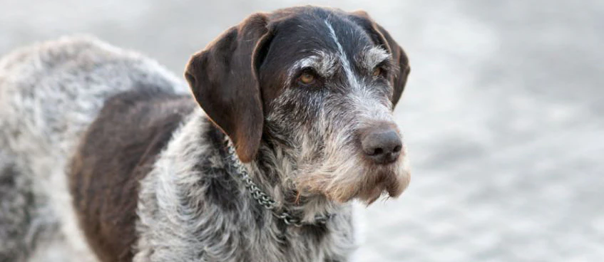 animali domestici: i vantaggi per gli anziani