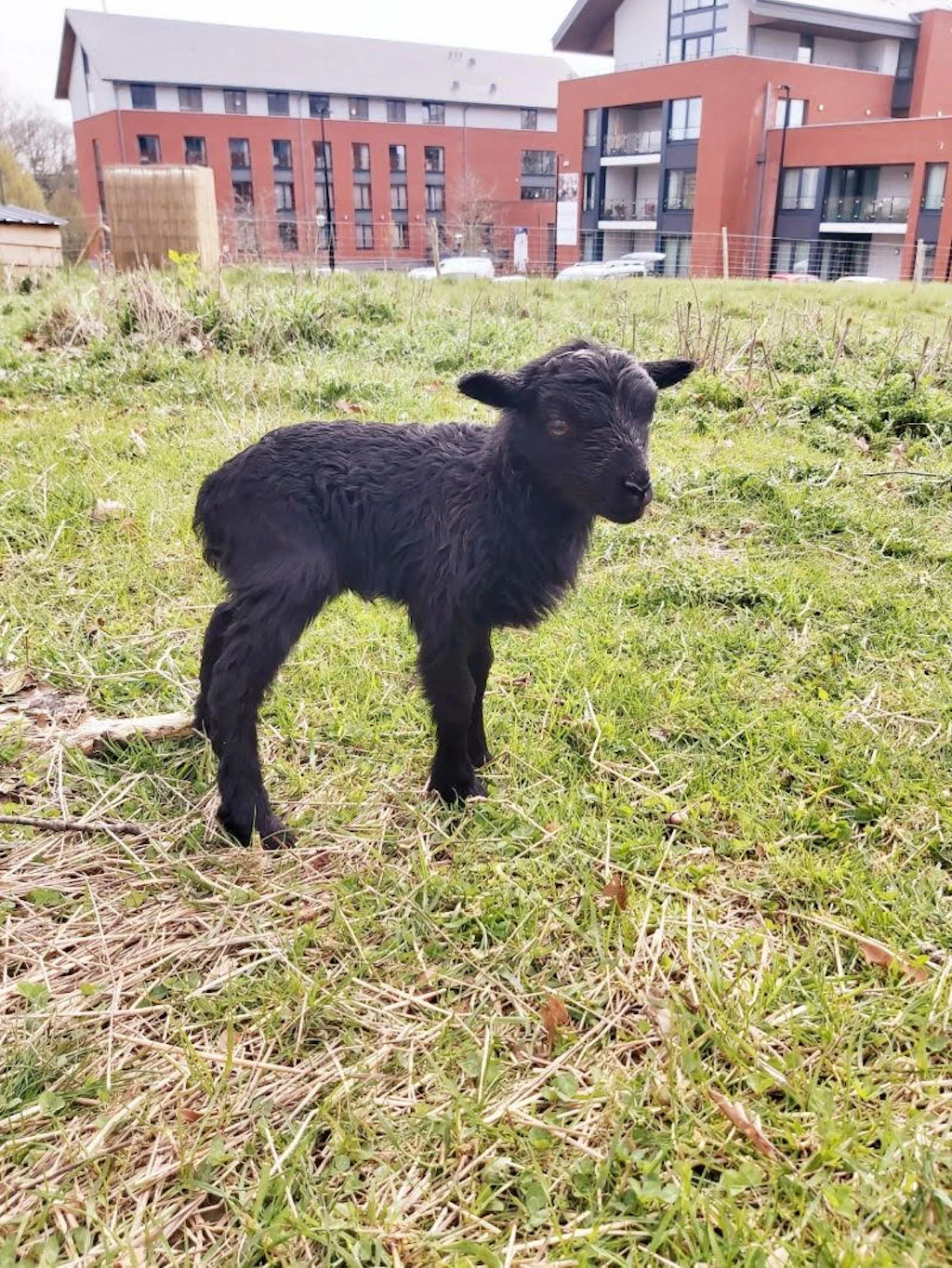 Pet Therapy ed Eco-Pastorizia: l'esperienza in Belgio di Jean de Nivelles Orpea